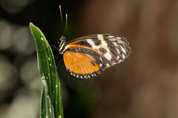 Tiger Longwing Butterfly