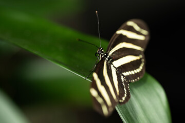 Zebra Longwing Butterfly