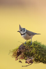 Crested tit or European crested tit - Lophophanes cristatus -  Herrerillo capuchino