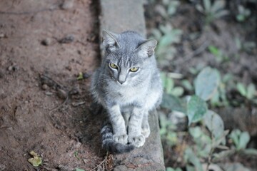 Gray cat