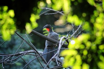 red billed hornbill