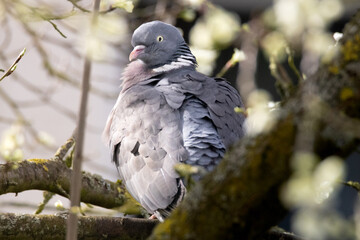 pigeon on the tree