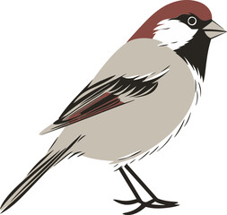 Elegant Sparrow Vector Graphics