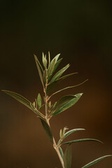 ramo de folhas de oliveira