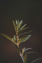 ramo de folhas de oliveira