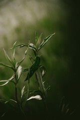 planta com folhas de esteva