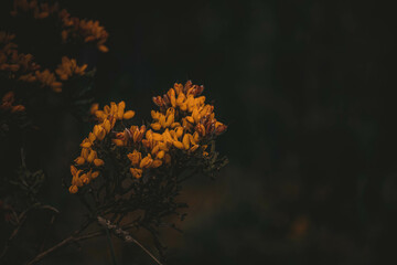 Pequenas flores amarelas