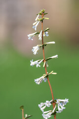 Close up of osmanthus delavayi flowers in bloom