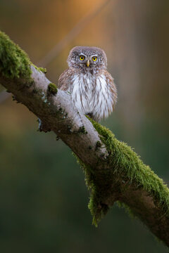 The Eurasian pygmy owl - Glaucidium passerinum - is the smallest owl in Europe