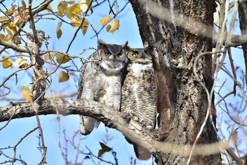 GREAT HORNED OWL