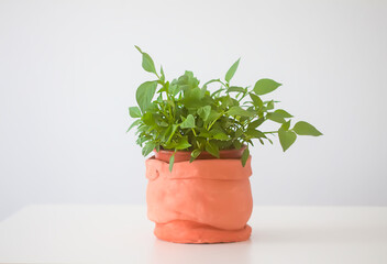 Fototapeta premium Green plant in the handmade ceramic pot.