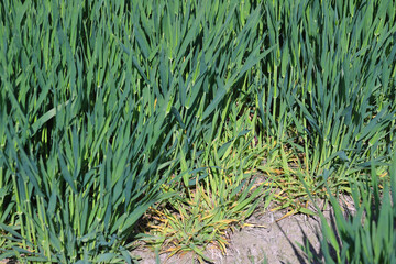 Focus of infection of barley yellow dwarf virus (BYDV), dwarf and yellow plants damage symptoms on...