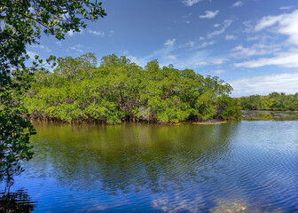 Fototapeta na wymiar A Mangrove coastline under a blue sky in the intracoastal waterways is along the Gulf of Mexico at Cockroach Bay in Ruskin, Florida.