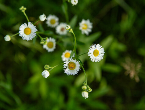 Daisies in the grass