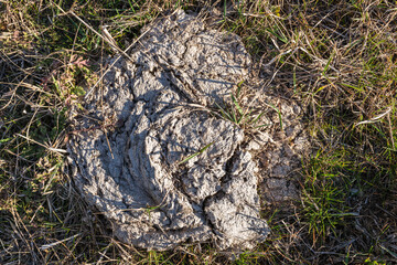 Desiccated cow manure with grass growing on open range land