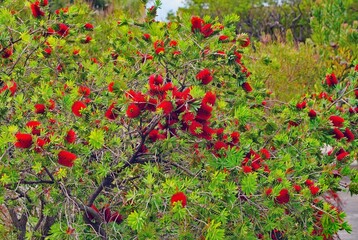 Red flowers of Bottlebrush Plant (callistemon) growing in the garden - 765971491
