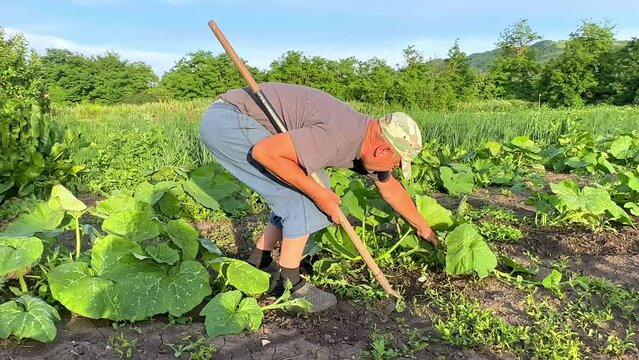 Senior man remove weeds from the pumpkin bed. Farmer in garden at home. Agriculture concept. Elderly man with a hoe working in an agricultural fields in spring or summer.
