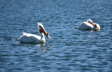 American white pelicans with caruncle or horn on bills during breeding season