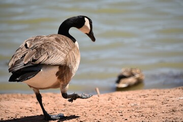 Goose stepping towards a lake
