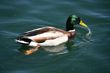 Mallard drake or green head duck Anas platyrhychos