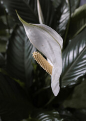 Peace Lily, These glossy tear-shaped leaves and pure white flowers make this plant a symbol of elegance. It is one of the most popular house plants