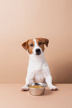 Naklejki Adorable Jack Russell Terrier dog with dry pet food bowl on pastel background. Dry pet food concept