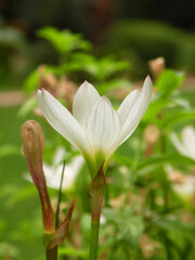 Zephyranthes candida, known as river lily
