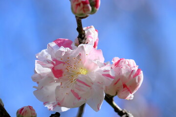 ハナモモの花を愛でる　春　（高知県　仁淀川町　引地公園）