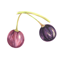 Tree branch with two maqui berries