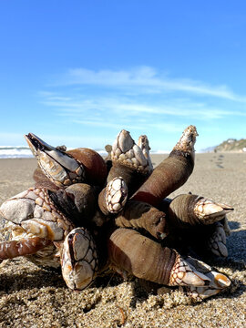 Gooseneck barnacle - Pollicipes polymerus - on a beach in Lincoln City, Oregon.