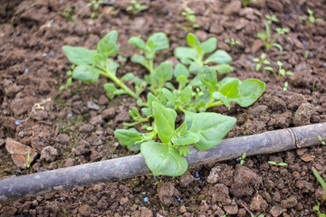 organic spinach in a greenhouse