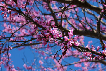 Closeup of redbud tree blossoming in spring