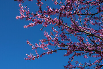 Redbud tree blossoming in spring against a clear sky