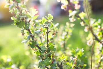 blooming red currant bush with green leaves on blurred background.