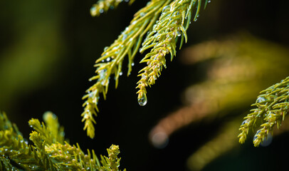 Close up of tree with drop of water.