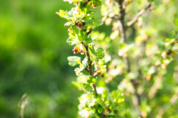 Ripe red currant bush with green leaves on blurred background.