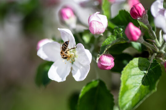 Bee on apple blossom in spring, macro photo with shallow depth of field