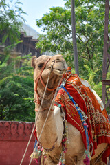 Vertical image of camel for tourist routes in pink city of Jaipur in Rajasthan.