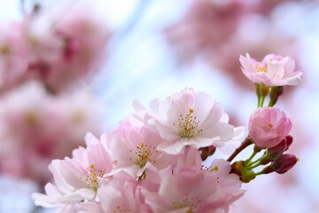 Fototapeta na wymiar close-up view of pink cherry blossoms in full bloom against soft-focused background. concepts: springtime beauty, nature's artistry, floral elegance, march blooming, natural designs.