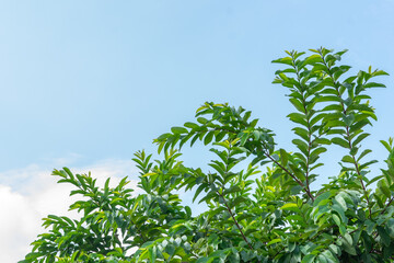 Guava leaves with sky background