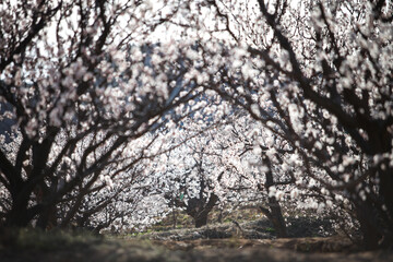 an oriental view of a farmhouse with apricot flowers