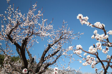 the landscape of an oriental farmhouse with apricot flowers blooming under the blue sky