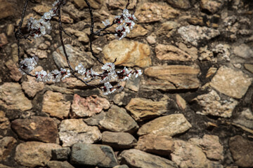 the walls of an Asian farmhouse with apricot flowers
