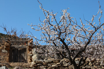 the landscape of an oriental farmhouse with apricot flowers blooming under the blue sky