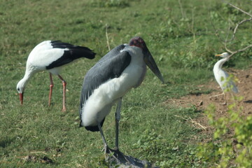 Two storks in the grassland of African Savannah
