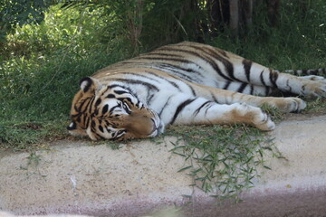 Fototapeta premium Bengal tiger sleep in wild life park 