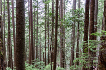 Forest of Grouse mountain Grind Hiking Trail at summer time
