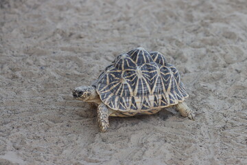 turtle walking on the ground
