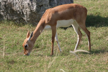 a deer standing in the ground on grass and eat
