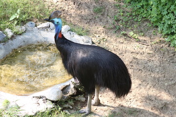 cassowaries standing drink water in garden
